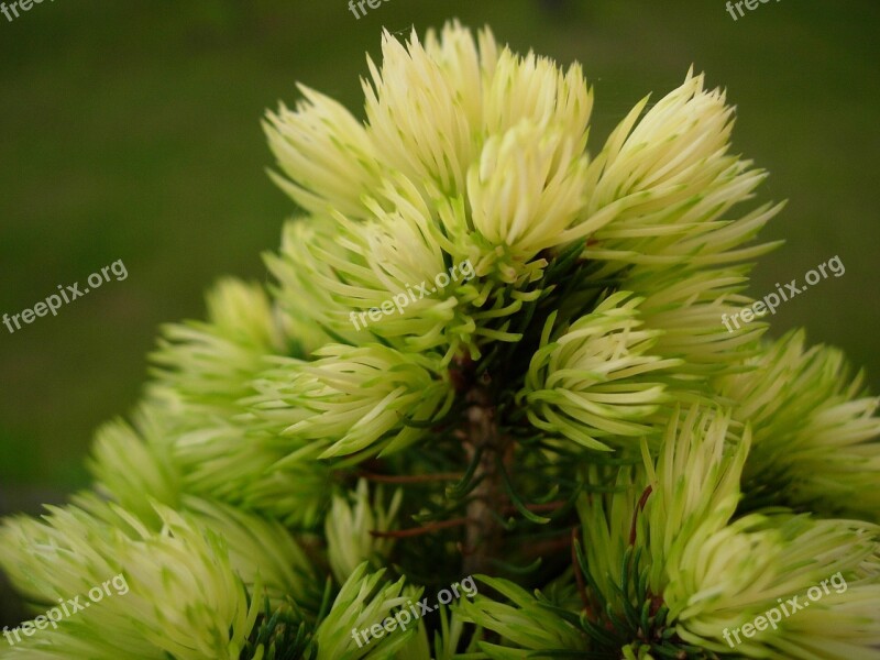 Spruce Tree Needles Nature Sprig