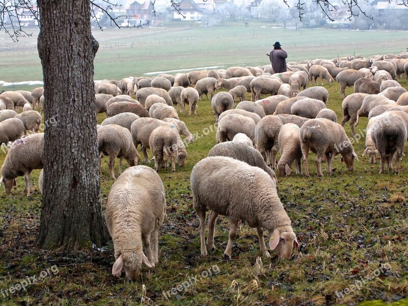 Sheep Schäfer Flock Flock Of Sheep Nature