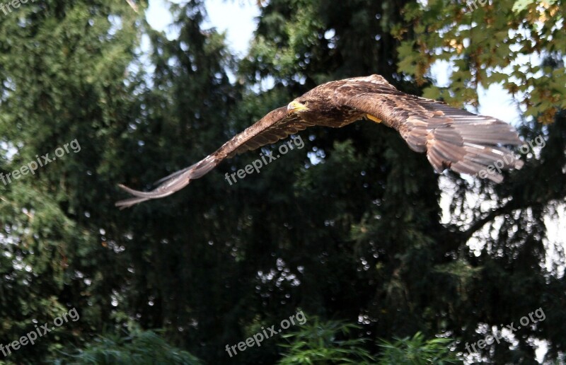 Eagle Raptor Bird Nature Animal