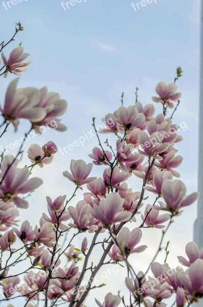 Magnolia Sky Tree Green White