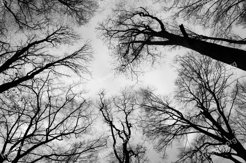 Crown Bald Branch Sky Black And White Trees