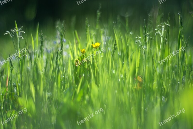 Vernal Grass Green Meadow Summer