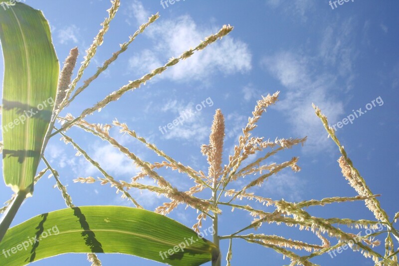 Corn Cornstalk Cornfield Sky Plant