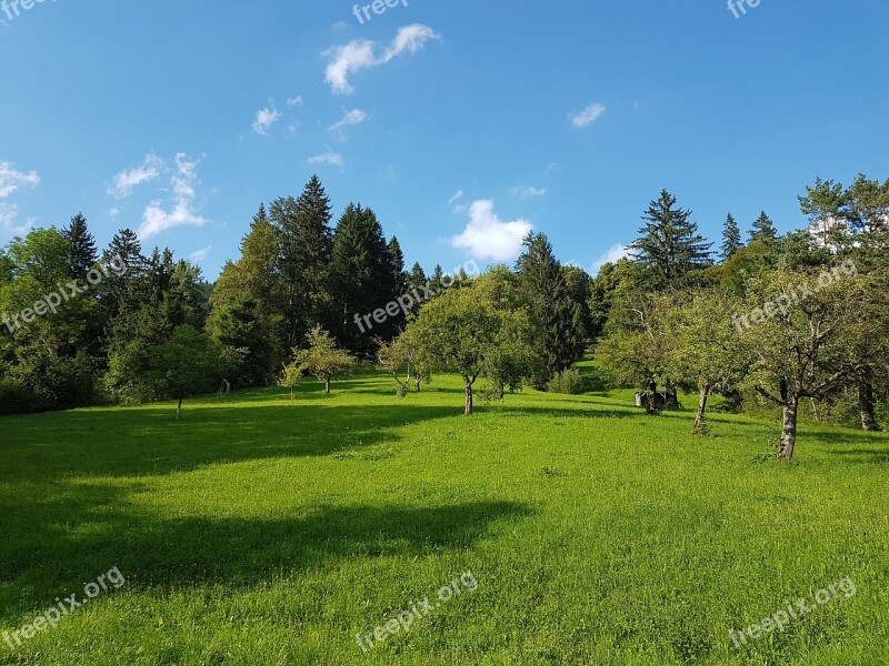 Fruit Trees Spruce Summer Meadow Meadow Pasture