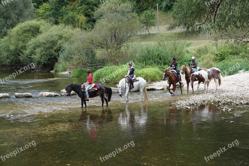 Horse Water Animal Danube River