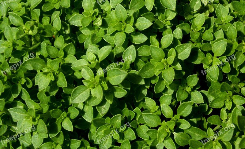 Basil The Leaves Are Garden Aromatic Plant