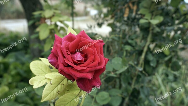 Flower Rosa Red Rose Flowers Red