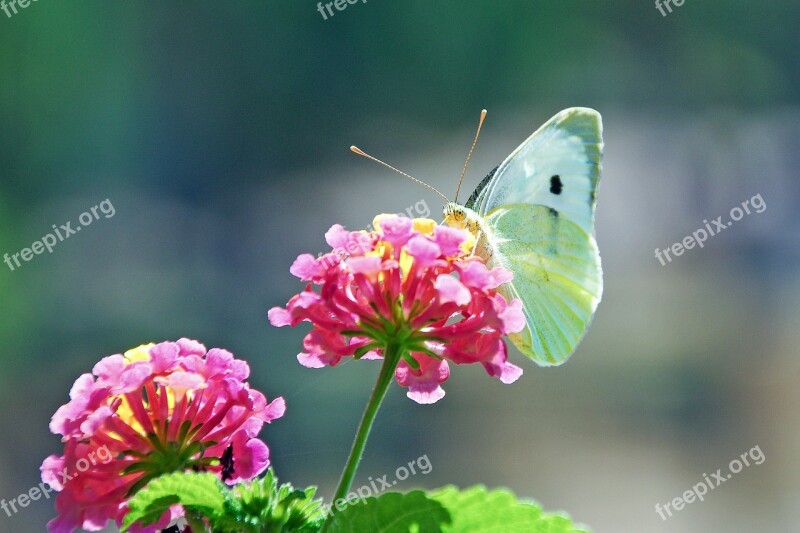 Flowers Butterfly Lantana Colors Silhouette