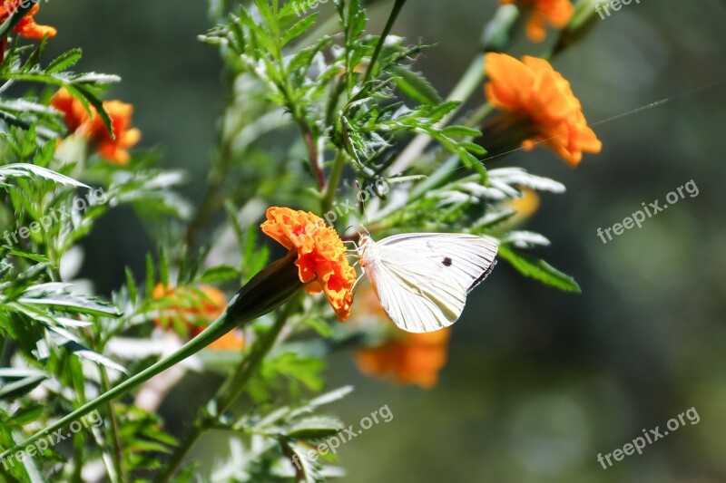 Flowers Marigold Butterfly Colors Silhouette