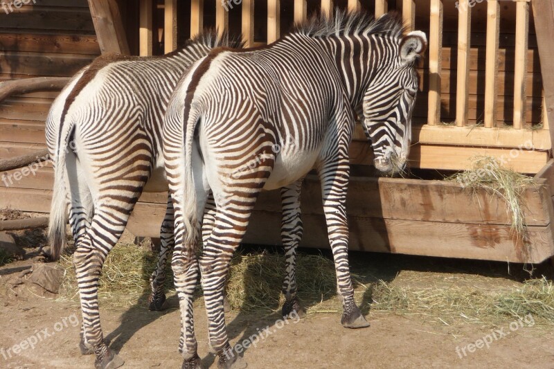 Zebra Enclosure Standing Animal Zoo