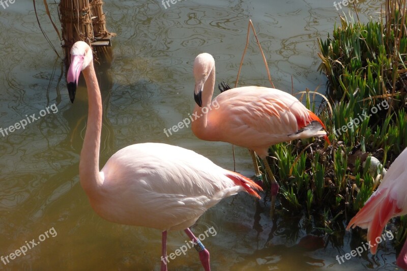 Flamingo Stand Water Pink Bill