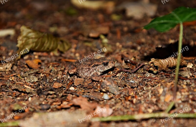 The Frog żabka Closeup Green A Toad