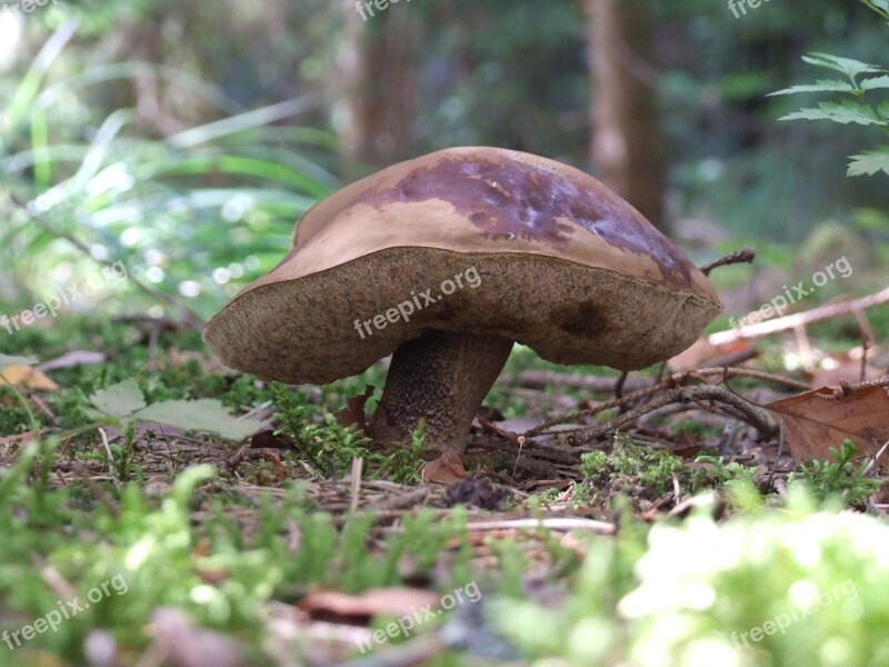 Koźlak Mushroom Autumn Forest Mushrooms