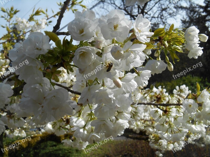 Cherry Tree Blossoms Bee Insect