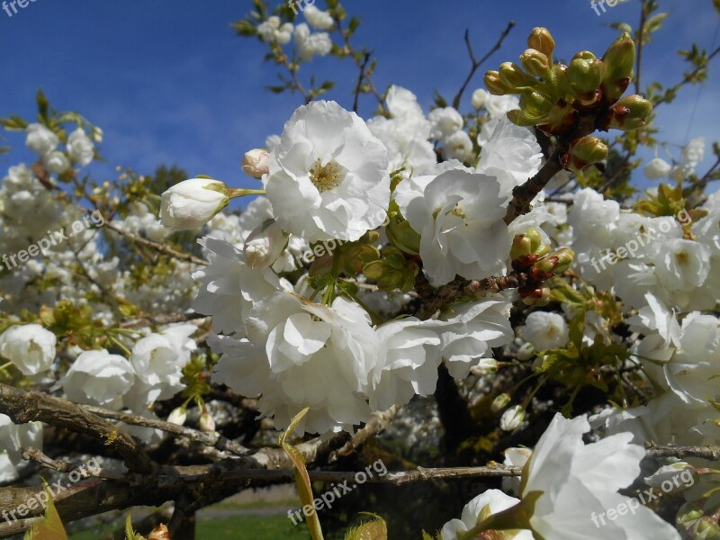 Cherry Tree Blossoms White Flowers Spring