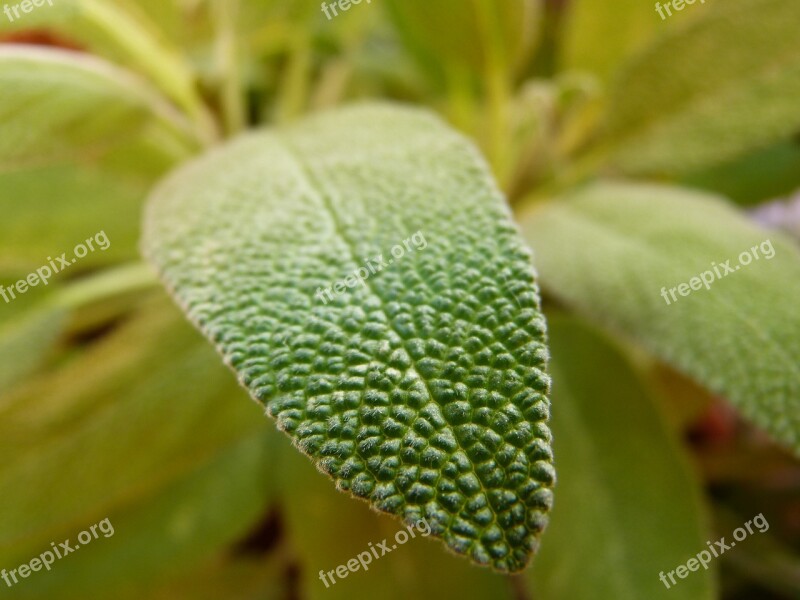 Sage Leaf Close Up Herbs Free Photos