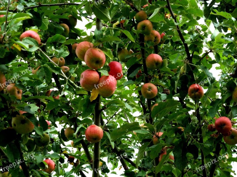 Apple Tree Apple Fruit Red Green