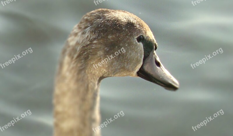 Water Bird The Head Of The Wild Birds Closeup Animal