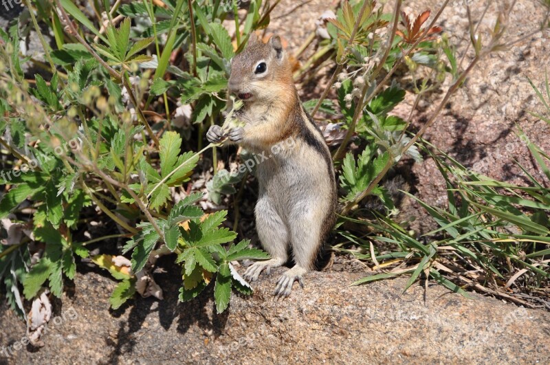 Squirrel Chipmunk Nature Cute Nager