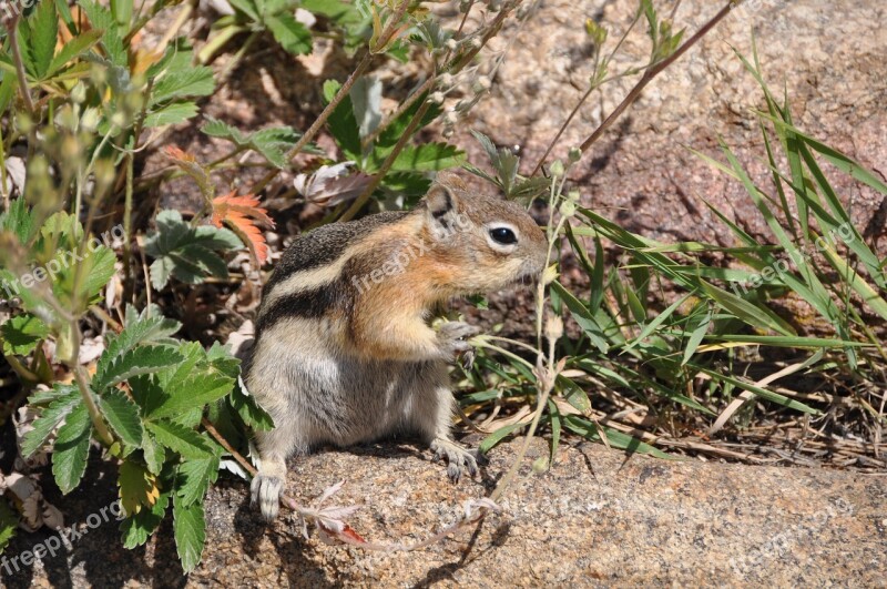 Squirrel Chipmunk Food Nature Eat