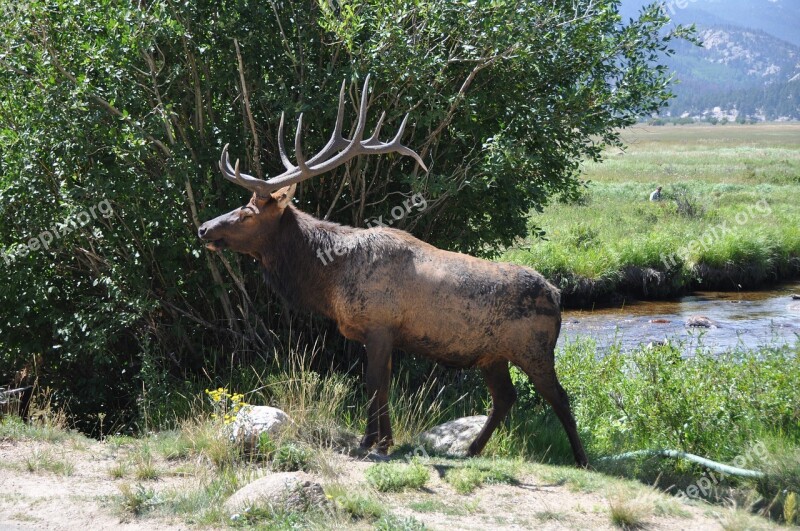 Hirsch Nature Wild Antler Animal World