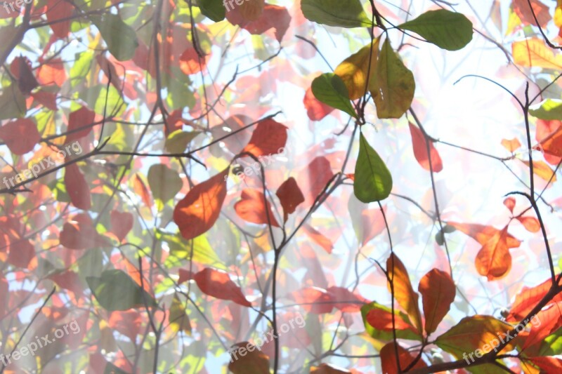 Flower Nature Forest Autumn Red Leaves