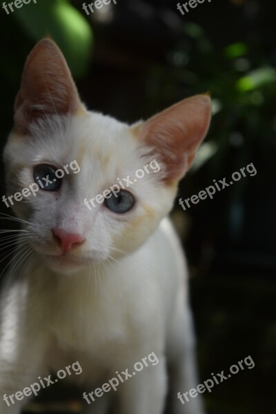 Cat Feline Animal Pet White Skin