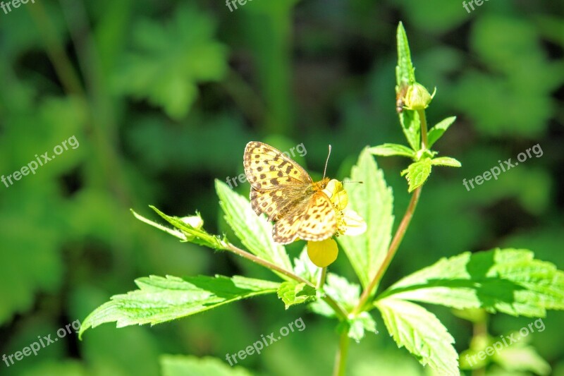 Butterfly Fauna Flora Baikalsee Baikal