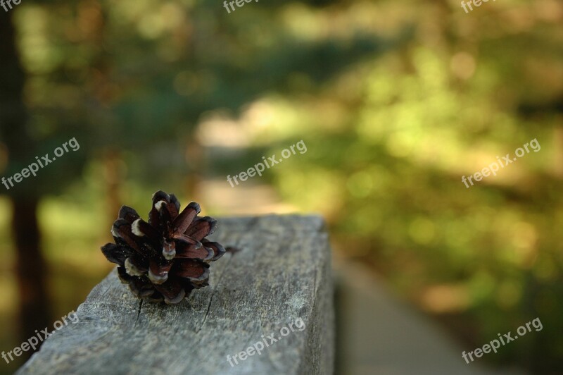 Pinecone Nature Green Wood Forest