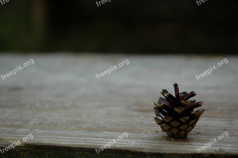 Pinecone Brown Nature Seed Natural