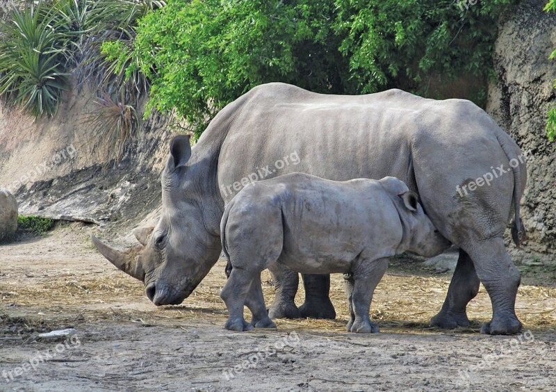 Rhino Animal Zoo Africa Rhinoceros