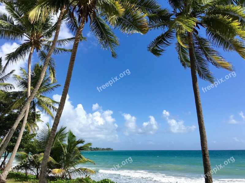 Martinique Coconut Trees Caribbean Sun Holiday