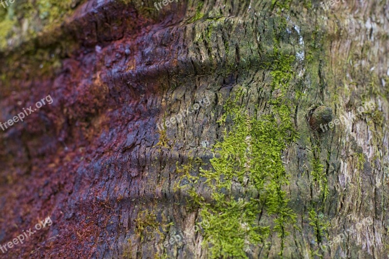 Gum Tree Sap Forest Natural Trunk