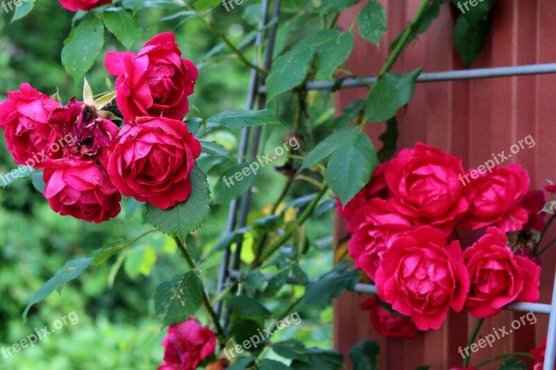 Roses Pink Blossom Bloom Flowers