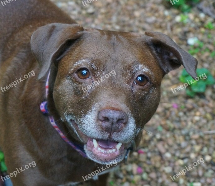 Dog Waiting For Ball Dog Canine Animal Pitbull