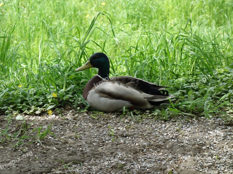 Duck Nature Animals Grass Resting