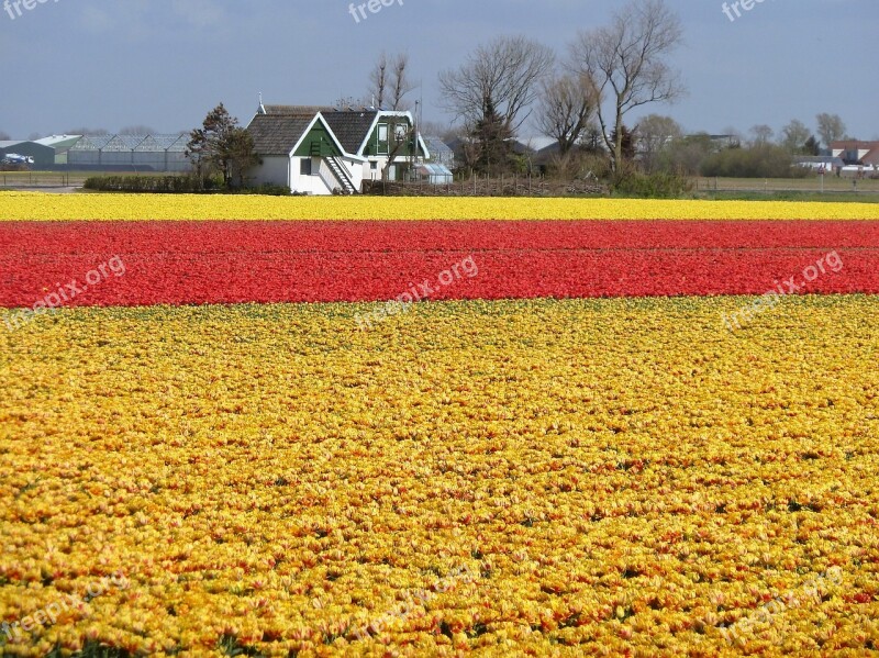 Flowers Tulips Holland Spring Bulbs