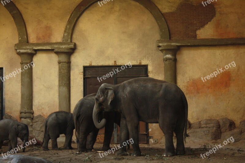 Hagen Beck Zoo Zoo Hagenbeck Hamburg Elephant