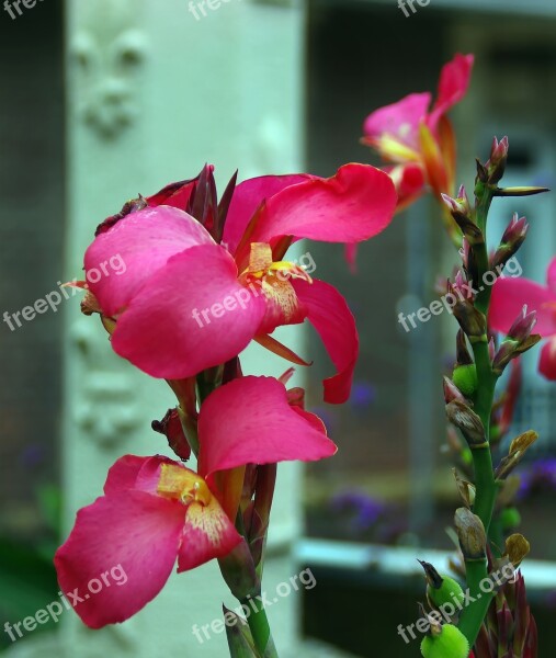 Canna Cannaceae Red Balisier Pink Flower Plant