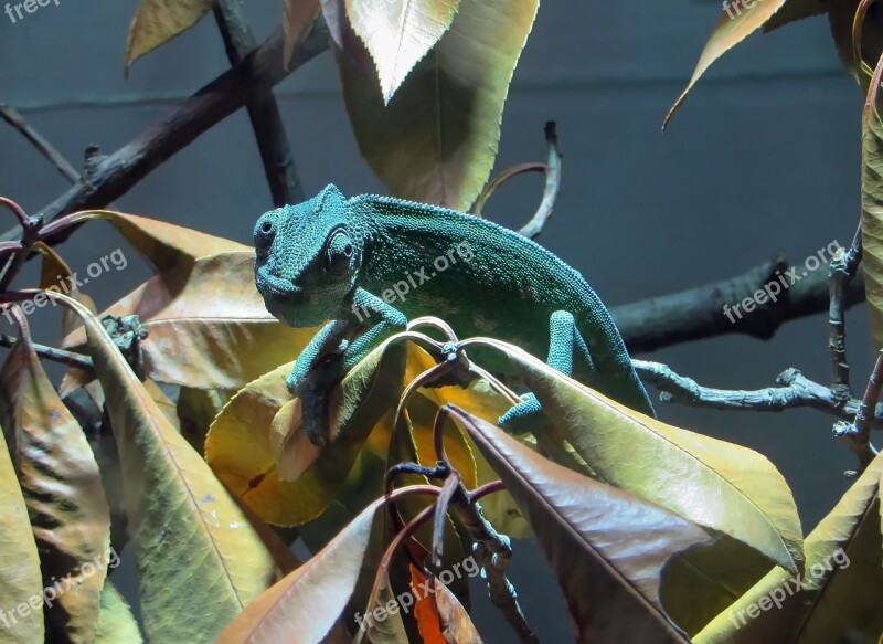 Chameleon Reptile Lizard Insectivorous Animal