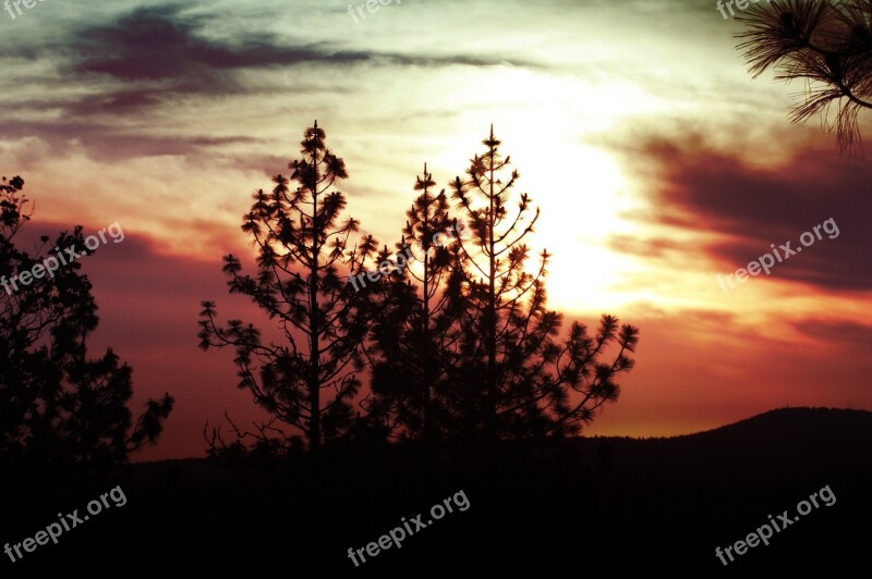 Sunset Tree Sky Clouds Nature