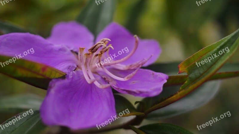 Flower Violet Jardiniere Nature Purple Flowers