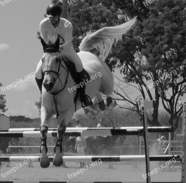 Horse Equitation Tournament Free Photos