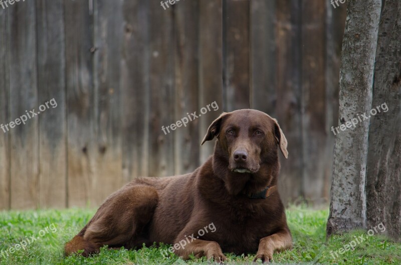 Animal Dog Brown Pet Canine