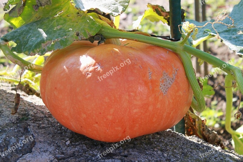 Squash Orange Vegetables Pumpkin Vegetable Garden