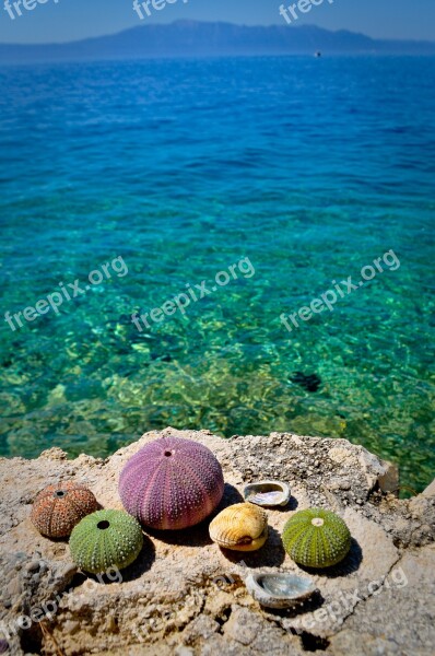 Sea Urchin Beach Sea Water Summer