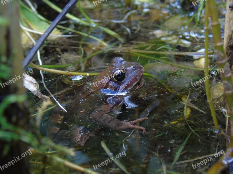 Frog Pond Frog Pond Amphibian Pools