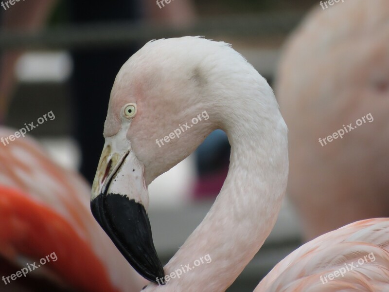 Flamingo Bird Pink Animal Zoo