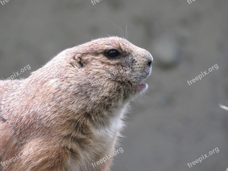 Prairie Dog Rodent Gunnison's Prairie Dog Cynomys Gunnisoni Animal