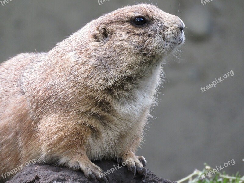 Prairie Dog Rodent Gunnison's Prairie Dog Cynomys Gunnisoni Animal